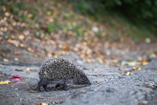 后战术演变 后战术演变
