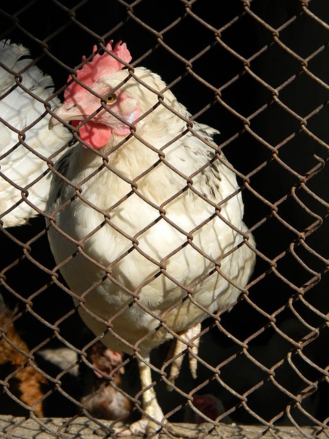 中超观察之教练：趋于稳定 外教质量略有提升.